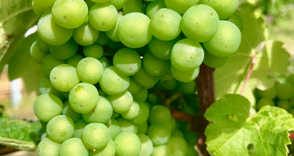 Ripening green grapes on the estate