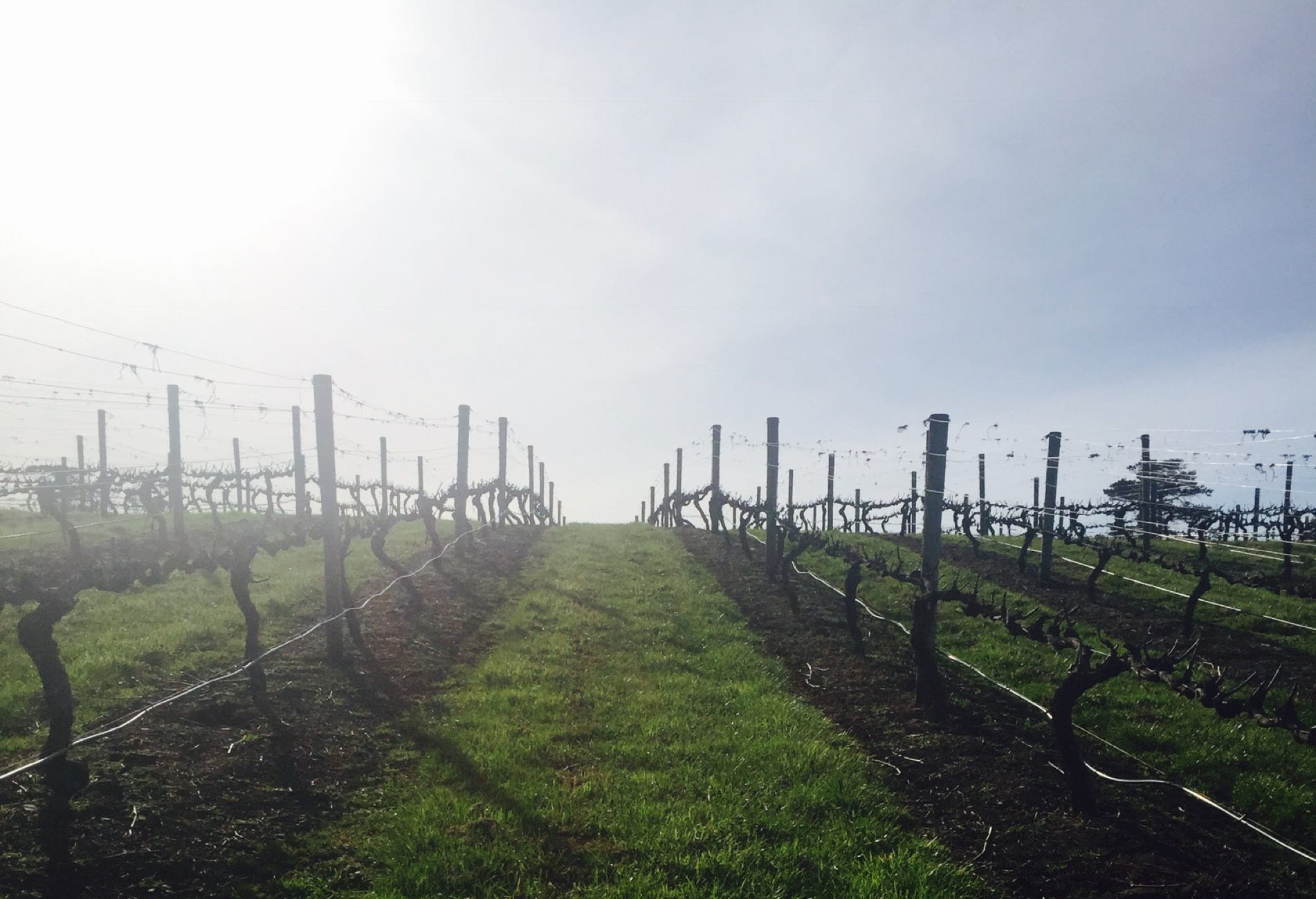 Waterton Hall grape vines in winter