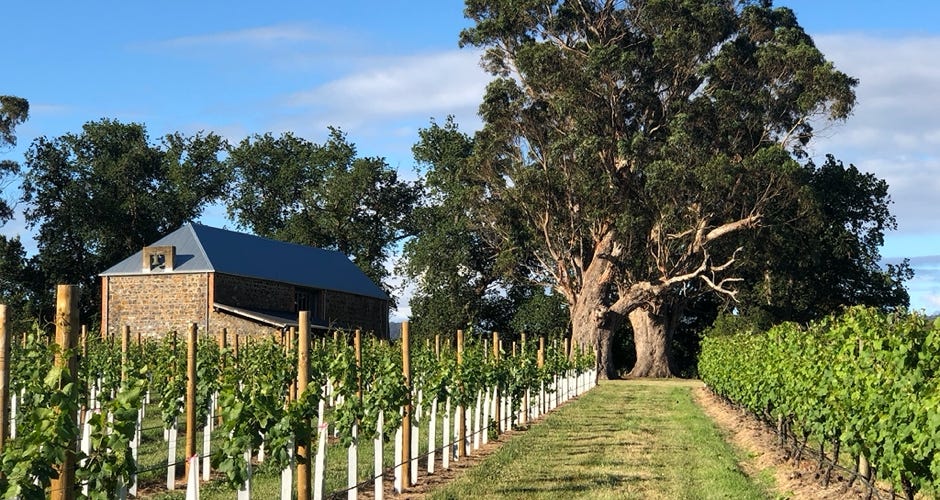 Waterton Hall in leaf vineyard