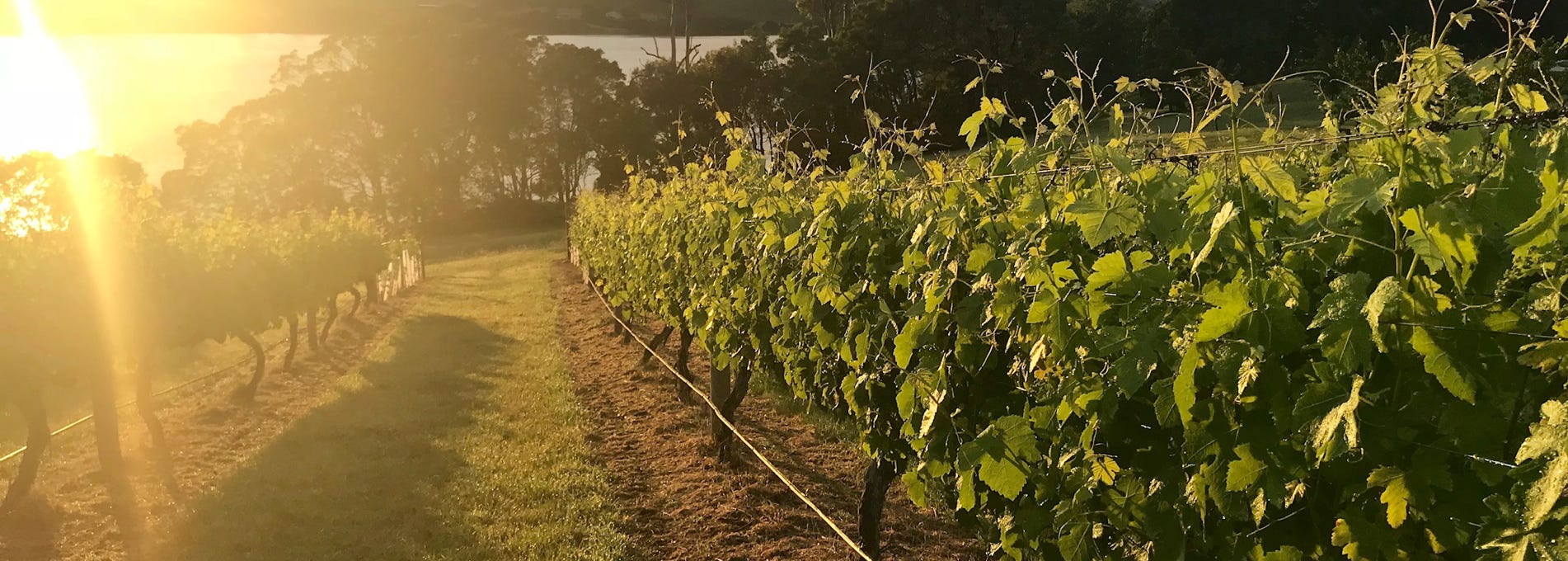 Sunset over the Waterton Hall Estate vineyard, Tamar Valley TAS